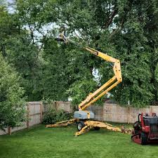 Best Tree Disease Treatment  in Big River, CA